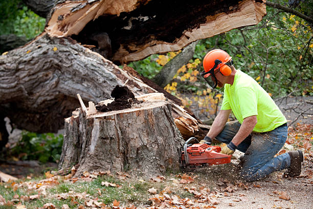 How Our Tree Care Process Works  in  Linden, NJ